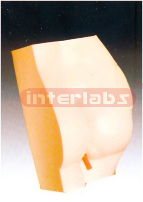 Buttock Injection Model